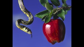 خدعة التبشير image