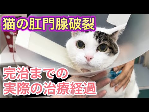 うちの猫の肛門が炎症を起こして赤くなっています