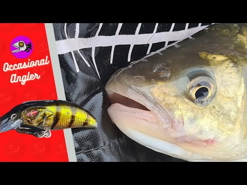 BIG WINTER CHUB ON CRANKBAITS - ULTRA LITE LURE FISHING PART 2