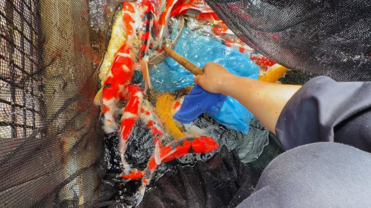 錦鯉YouTube販売で・・・#koi #koi #アクアリウム 