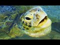 Green Sea Turtle Facts: the GREEN TURTLE 🐢 Animal Fact Files