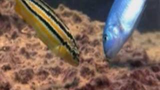 Above &amp; Beyond - Home