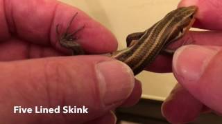 Lizard bites - How to keep lizards out of your house