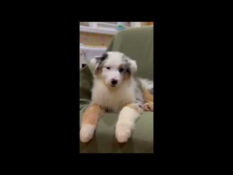 Australian Shepherd puppy for sale
