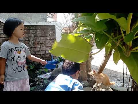 Serunya bermain kucing. Playing with the cat. I'm so happy 😄😻