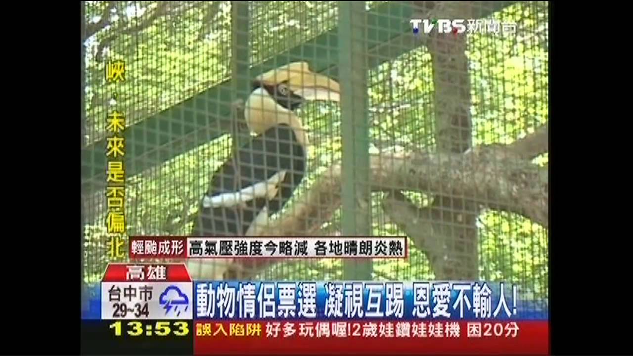 動物情侶票選！凝視互踢　恩愛不輸人