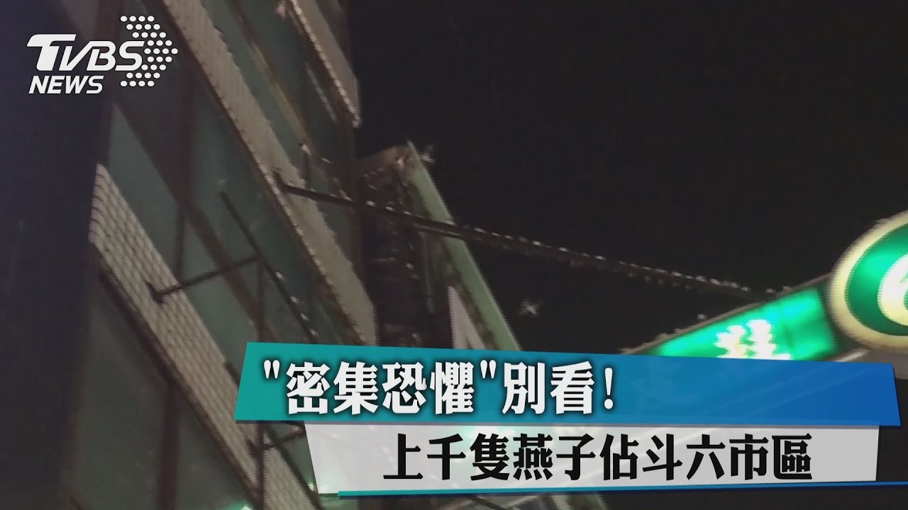 密集恐懼別看　上千隻燕子佔斗六市區