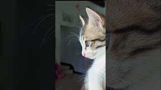 Cute Kittens ..🥰😹 #shortsfeed #kitten #cute #shorts