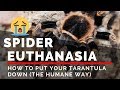 Spider Euthanasia: How To Put Your Tarantula Down (The Humane Way)