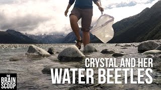 Crystal and her Water Beetles