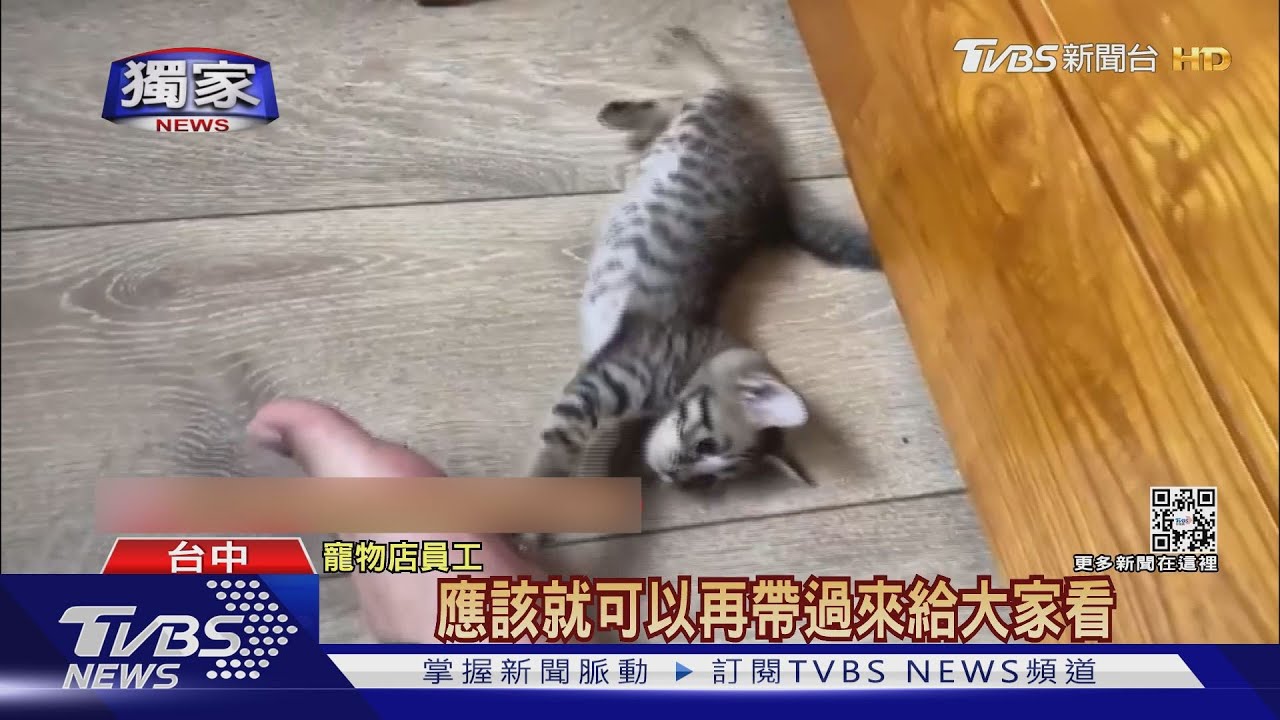 小貓受困!寵物店員工「鋸柱搶救」 救完反被收服