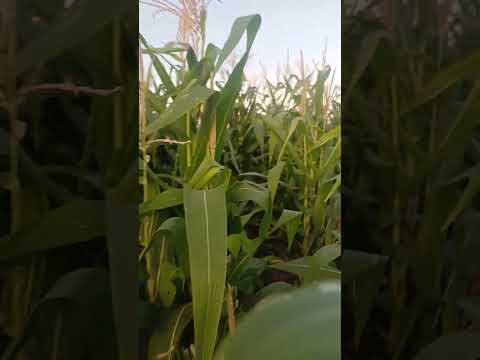 vendo esse em bodoco pe Tamanho 6,94 hectares 88799102 3154