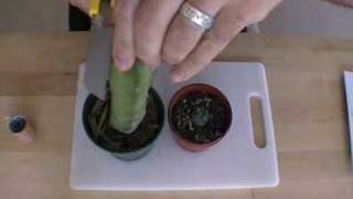 How to graft lophophora peyote part1