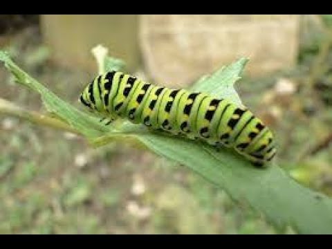 Los Gusanos para niños