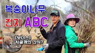 주인은 복숭아밭 전지하고 강아지는 고라니 다리를 간식으로 ?