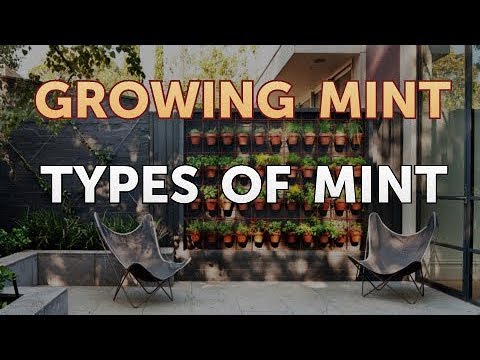 How to Get Rid of Mint Plant Pests