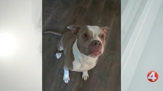 Wake Up Wags: Scarlett is looking for a forever home
