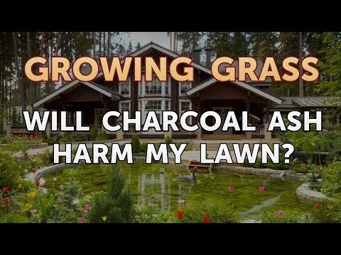 download lagu mp3 mp4 Are Charcoal Ashes Good For Grass, download lagu Are Charcoal Ashes Good For Grass gratis, unduh video klip Are Charcoal Ashes Good For Grass