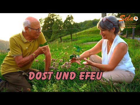 Wilder Majoran und Efeu mit Hanspeter Horsch