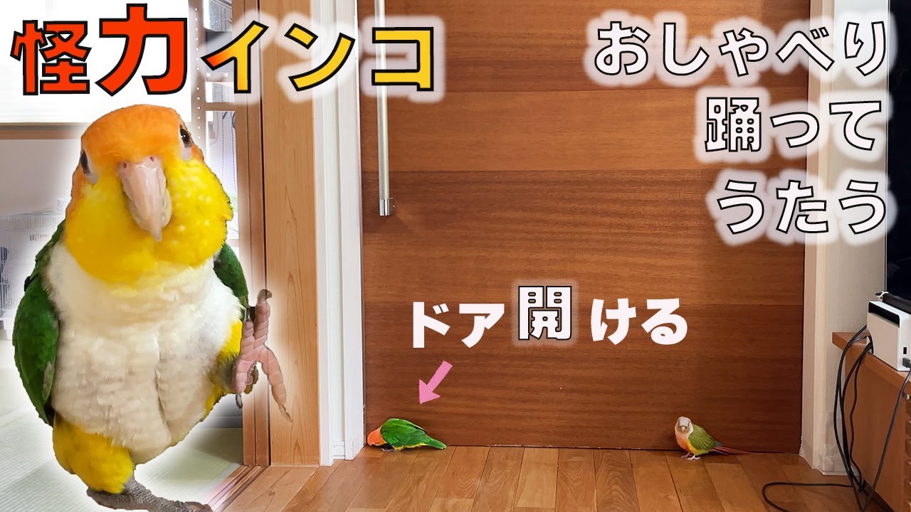 ドアを開けてテンション↑↑なシロハラインコおーちゃん