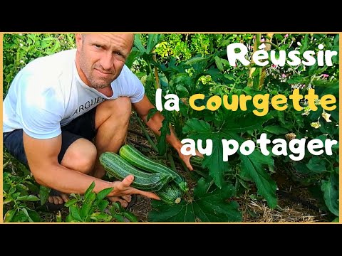 , title : 'RÉUSSIR LA COURGETTE AU POTAGER'