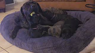 Video preview image #6 Cane Corso Puppy For Sale in SAINT AUGUSTINE, FL, USA