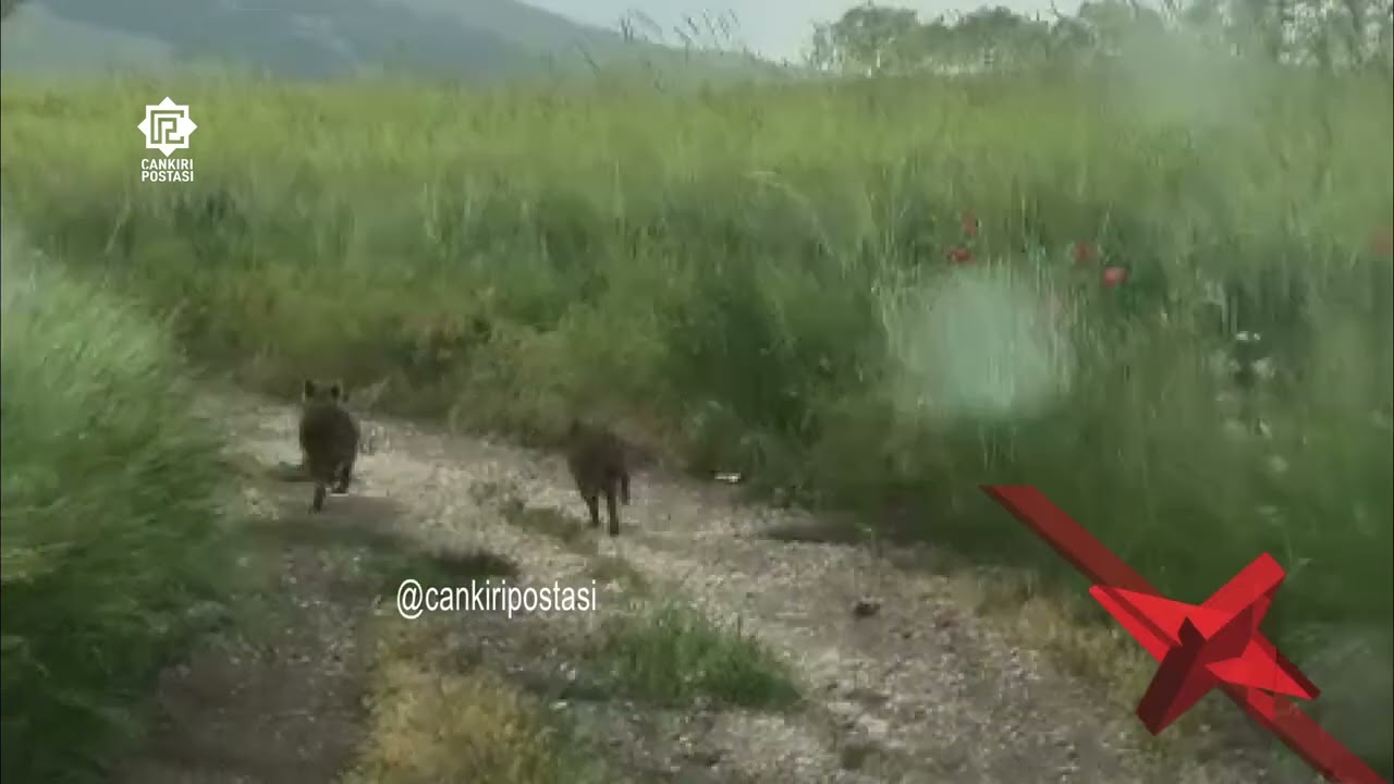 Kurşunlu’da domuz sürüsü aniden yola çıktı