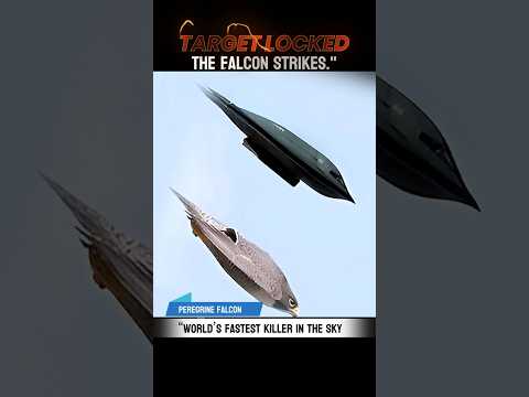 “World’s Fastest Killer in the Sky – Peregrine Falcon ! 🦅  #Wildlife,#TrendingFactsvideos