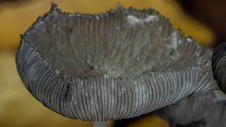 Herfstvideo deel 5 Adiemus - 05 - In-caelum-fero