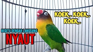 Download lagu Berawal Fighter Memanggil, Suara Lovebird Ngekek Panjang MANTAB Bikin BUNYI, DENGAR LANGSUNG NYAUT mp3 Download lagu Berawal Fighter Memanggil, Suara Lovebird Ngekek Panjang MANTAB Bikin BUNYI, DENGAR LANGSUNG NYAUT mp3