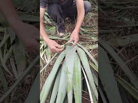 BRILLIANT BEAUTY IDEAS THAT WILL MAKE YOU SHINE BY ALOVERA TIPS # 167