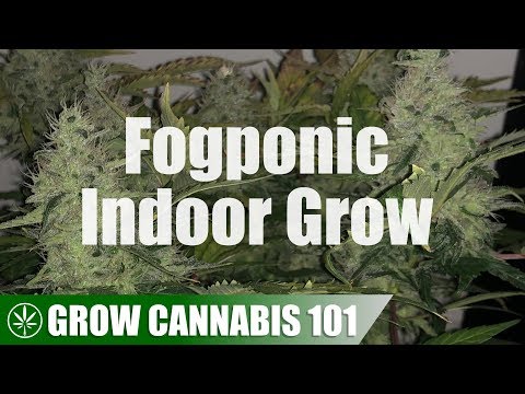 Fogponic / Aeroponic Clone to Harvest Timelapse Grow