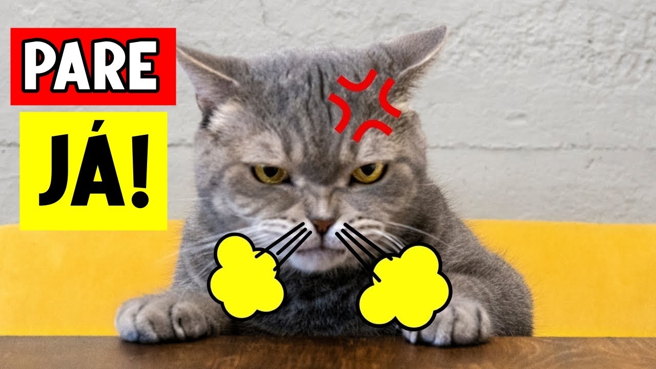 10 Hábitos Humanos que os Gatos ODEIAM e querem que você PARE!