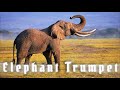 Elephant Trumpet Sound