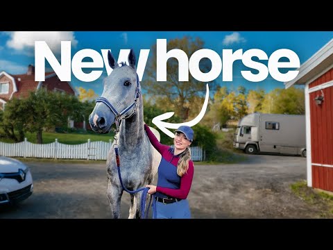 First Days with New Horse... Everything That Happened