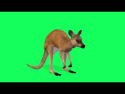 Kangaroo Green Screen Video HD | Green Screen Kangaroo Video