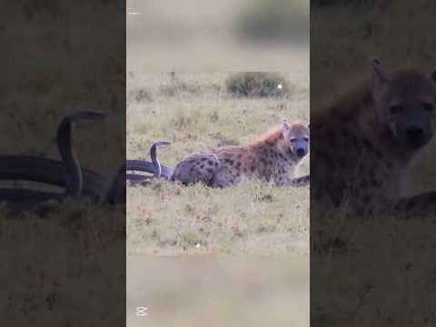 Black Mamba Bite Turns Hyena Helpless 😱 | Nature’s Deadliest Venom