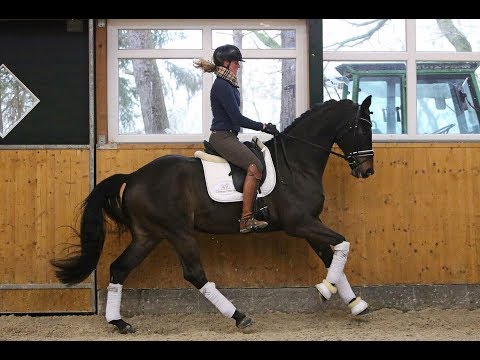 Wallach / Gelding by Herbstkönig, L/M lvl, *2013