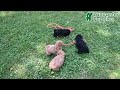 Miniature Poodle dogs for sale: Earl - Video 1