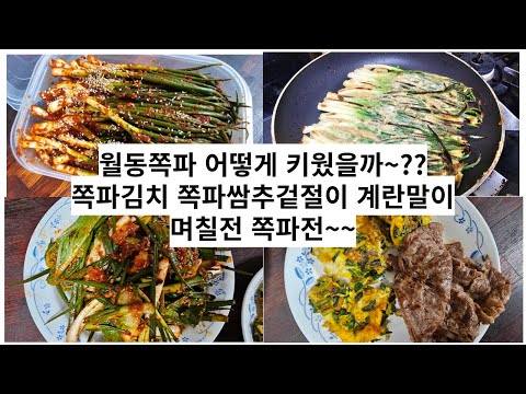 월동쪽파  어떻게 키웠을까~??  김치만들기  쌈추겉절이 쪽파전~~월동 깐쪽파1kg 뿌리쪽파1.5kg 각각15천원 문자 010 6295 3833 이재숙