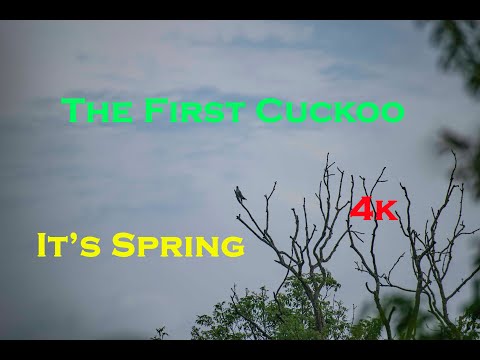 The First Cuckoo - It's Spring!!    Nature Film and Photography