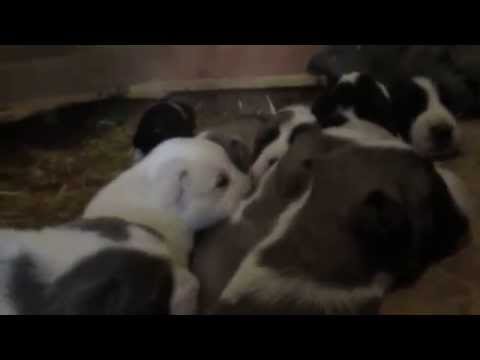 18 den  štěňátka Adnev Bohemia – Alabai kennel vrh A