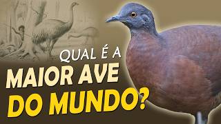 Miniatura do vídeo