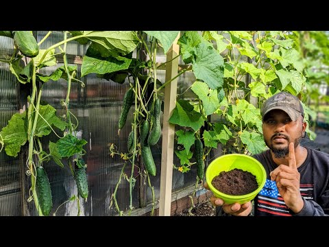 Boost Cucumbers With This ! 