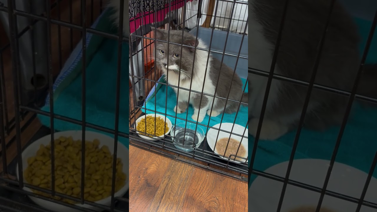 Enlarge Bennet, a ADOPTABLE Domestic Long Hair in Beaufort, SC video 5/6