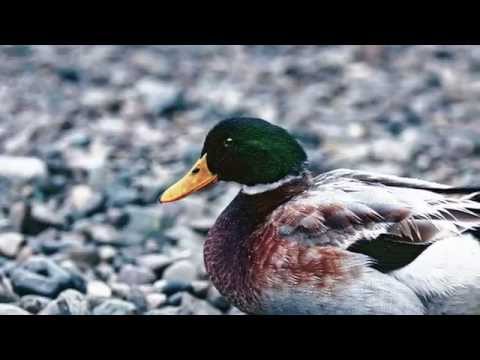 ecorepel® by schoeller® - Dry like a duck