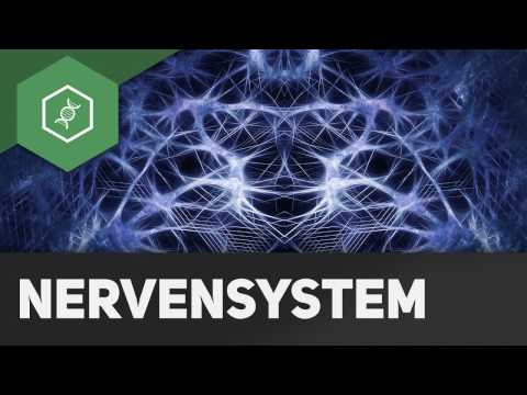 Somatic and autonomic nervous system