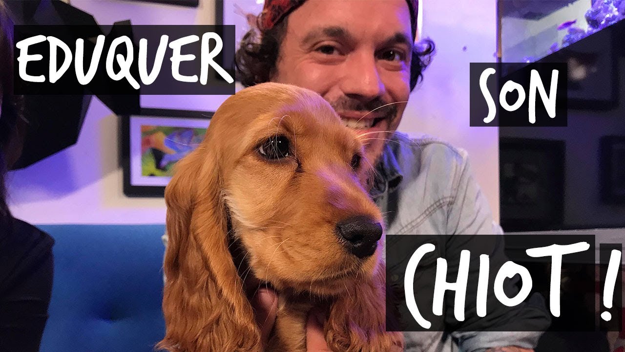 EDUQUER TON CHIOT !! -TOOPET