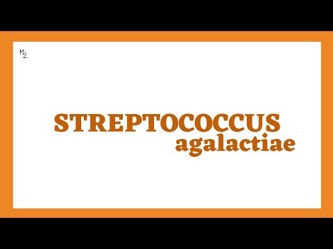 Streptococcus agalactiae (Group-B strep or GBS and β-hemolytic) in Detail