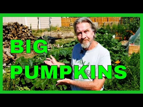 How to Prune Pumpkins (for BIGGER Fruit)